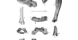 Restos faunísticos procedentes del Cerro de la Encina incluyendo pelvis y falange de bóvido (1-2); tibias de ovicápridos (3-4); fragmento de mandíbula, occipital, atlas y húmero de cánido (5-8); fragmento de metatarso, metapodio y fragmento perforado de asta (9-11); tibiotarso de avutarda (12). En los números 5, 6, 7, 8 y 12 se indica la localización de marcas de corte. Los números 9, 10 y 11 presentan modificaciones artificiales del hueso (ranura, muesca, perforación; Friesch 1987)